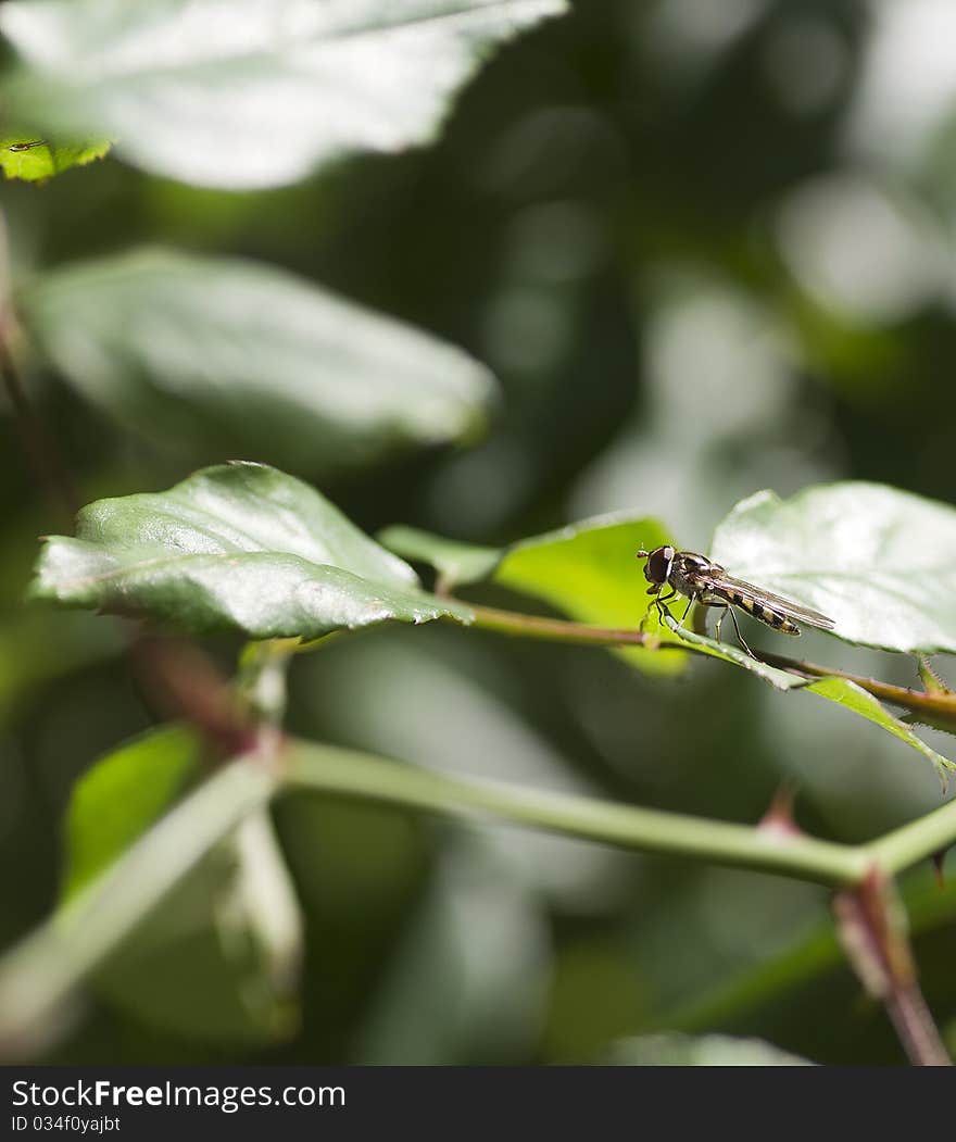 Tiger mosquito in my garden