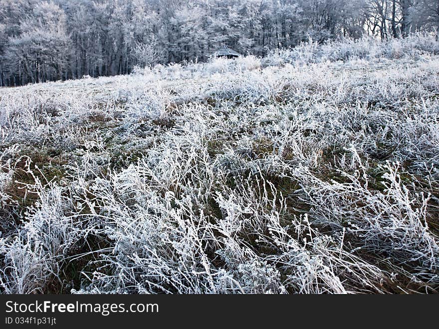 Hoarfrost on a grass after the morning frost, forest in background. Hoarfrost on a grass after the morning frost, forest in background