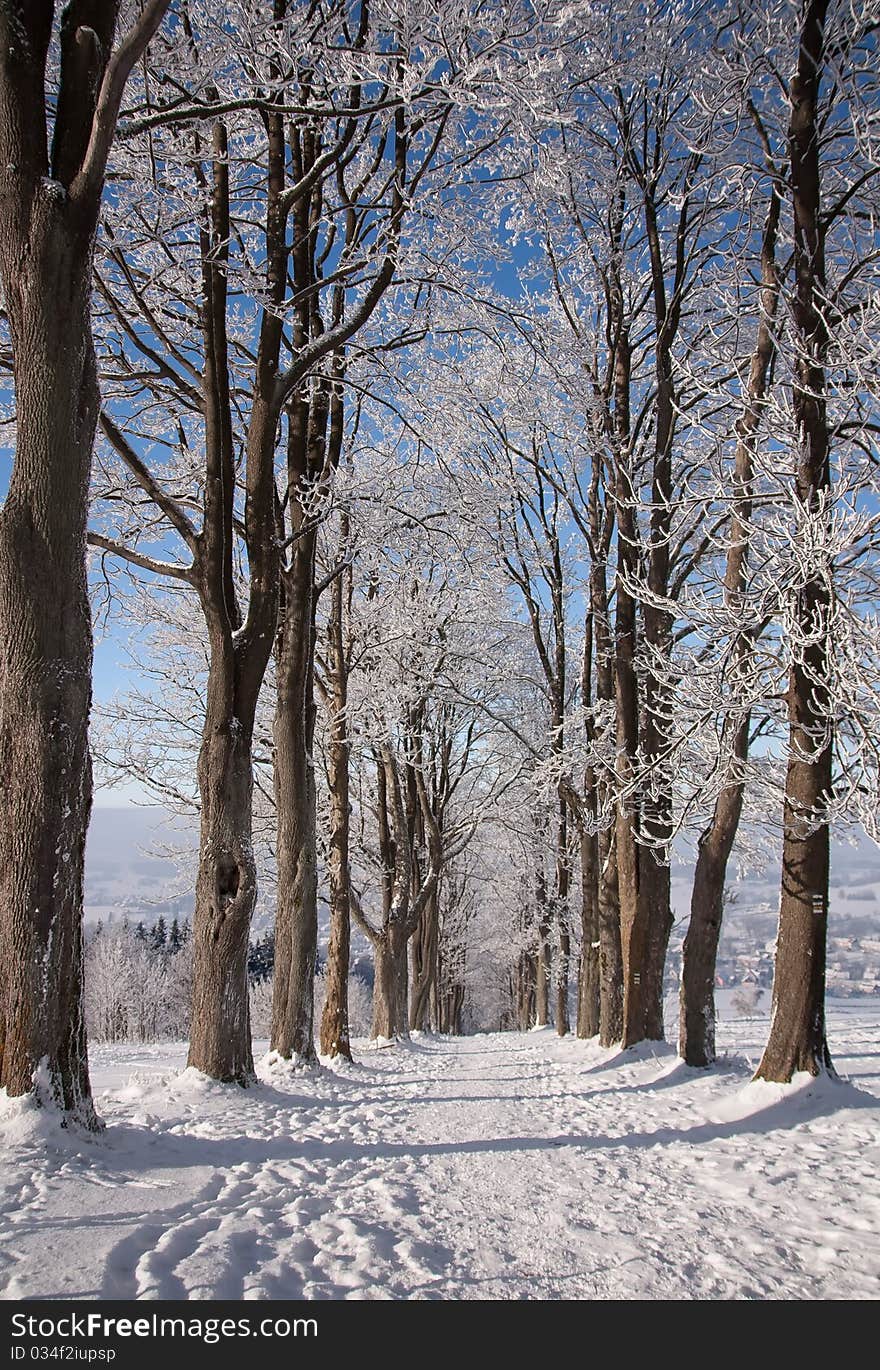 Winter Trees