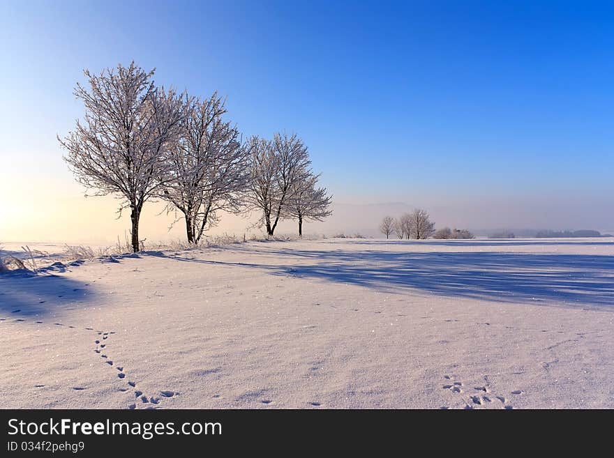 Trees in winter day