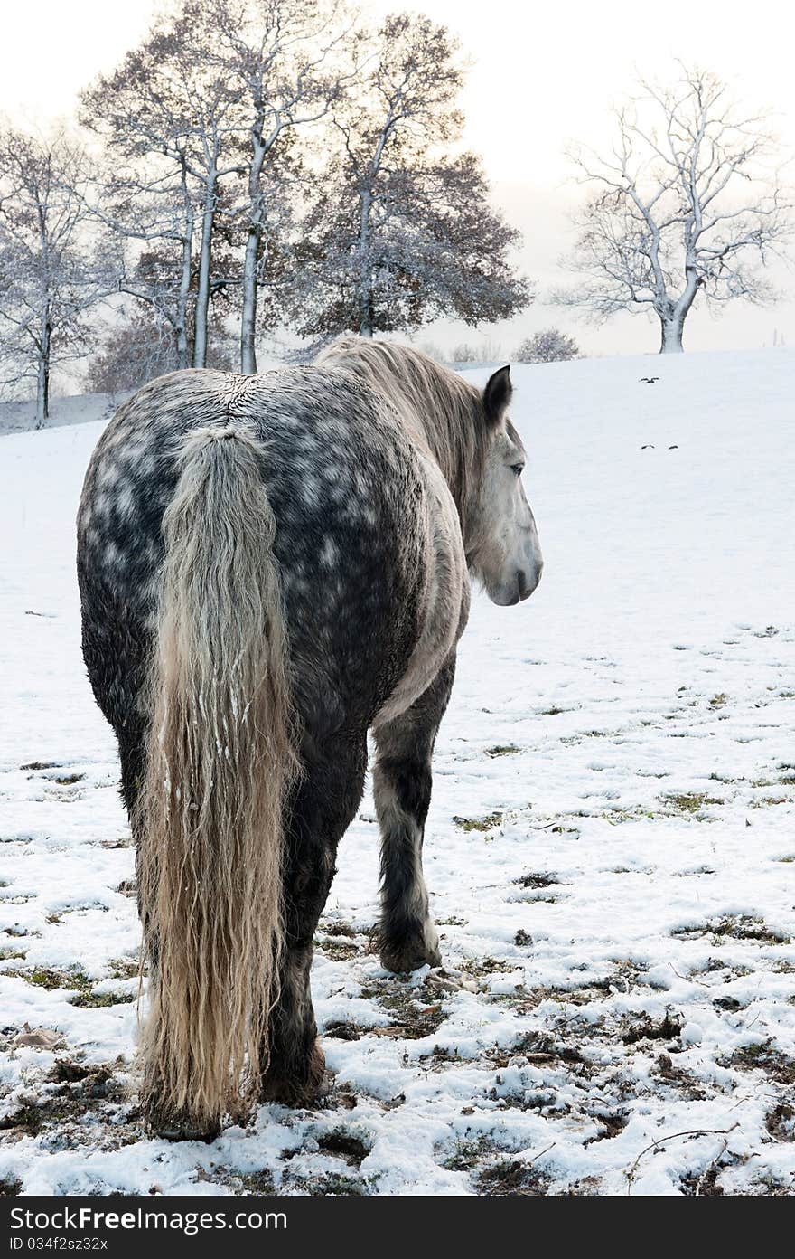 Dapple grey horse in snowy winter setting. Dapple grey horse in snowy winter setting