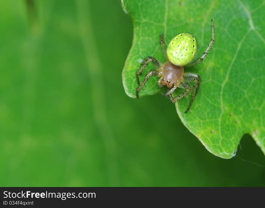 Araniella Cucurbitina