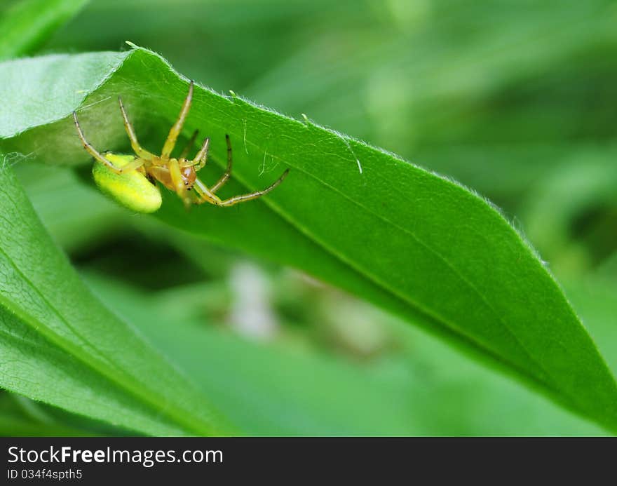 Misumena vatia male while hunting