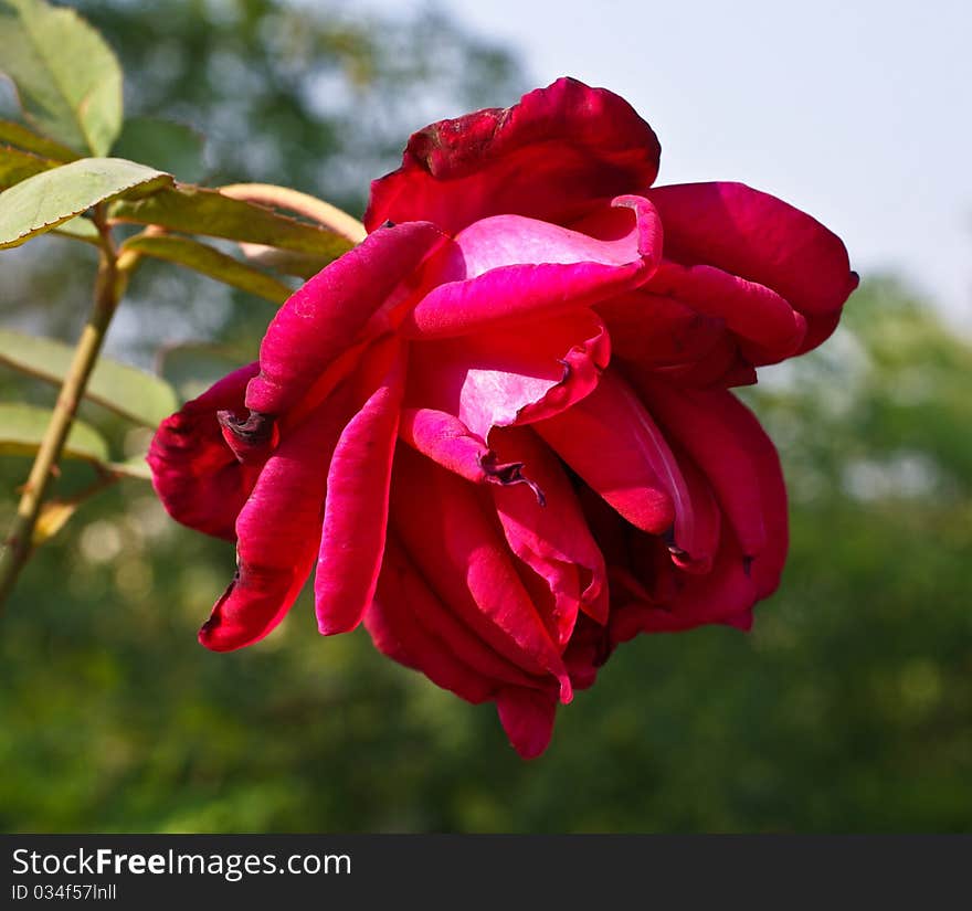 A Beautiful Red Rose