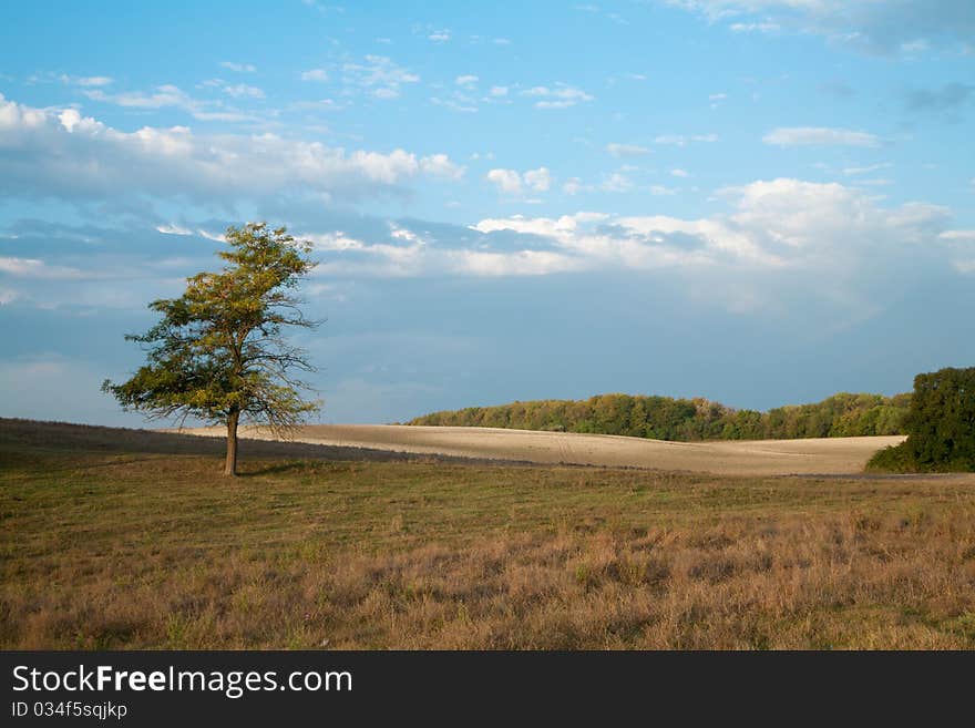 Lonely tree in a countryside hill early in the morning