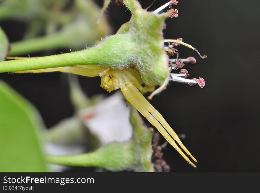 Misumena vatia while hunting among the flowers