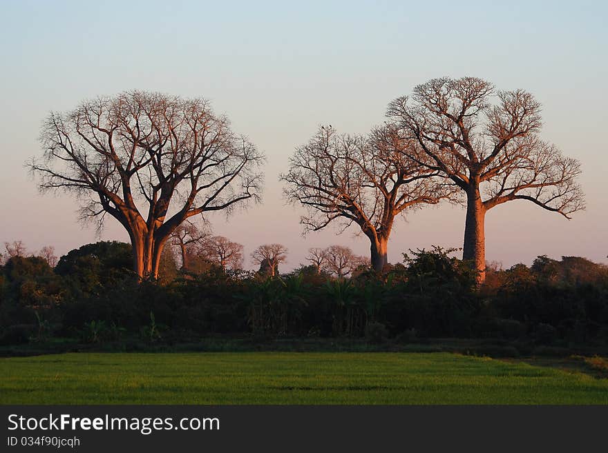 Three baobabs in the first rays of morning sun