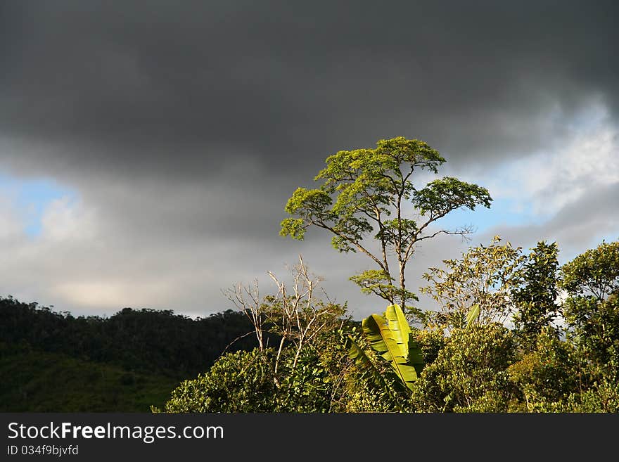 Single tree and dark stormy rainy clouds. Single tree and dark stormy rainy clouds