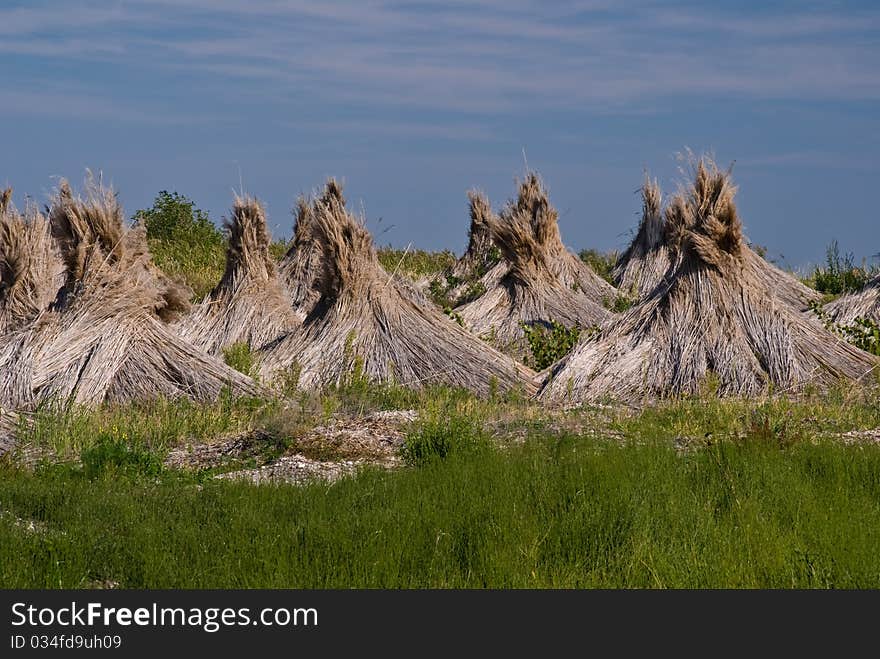 Landscape at national park Neusiedler Sea, Austria