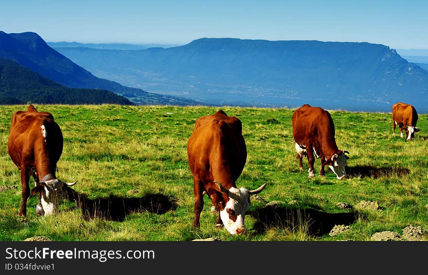 Four red haired cows that graze