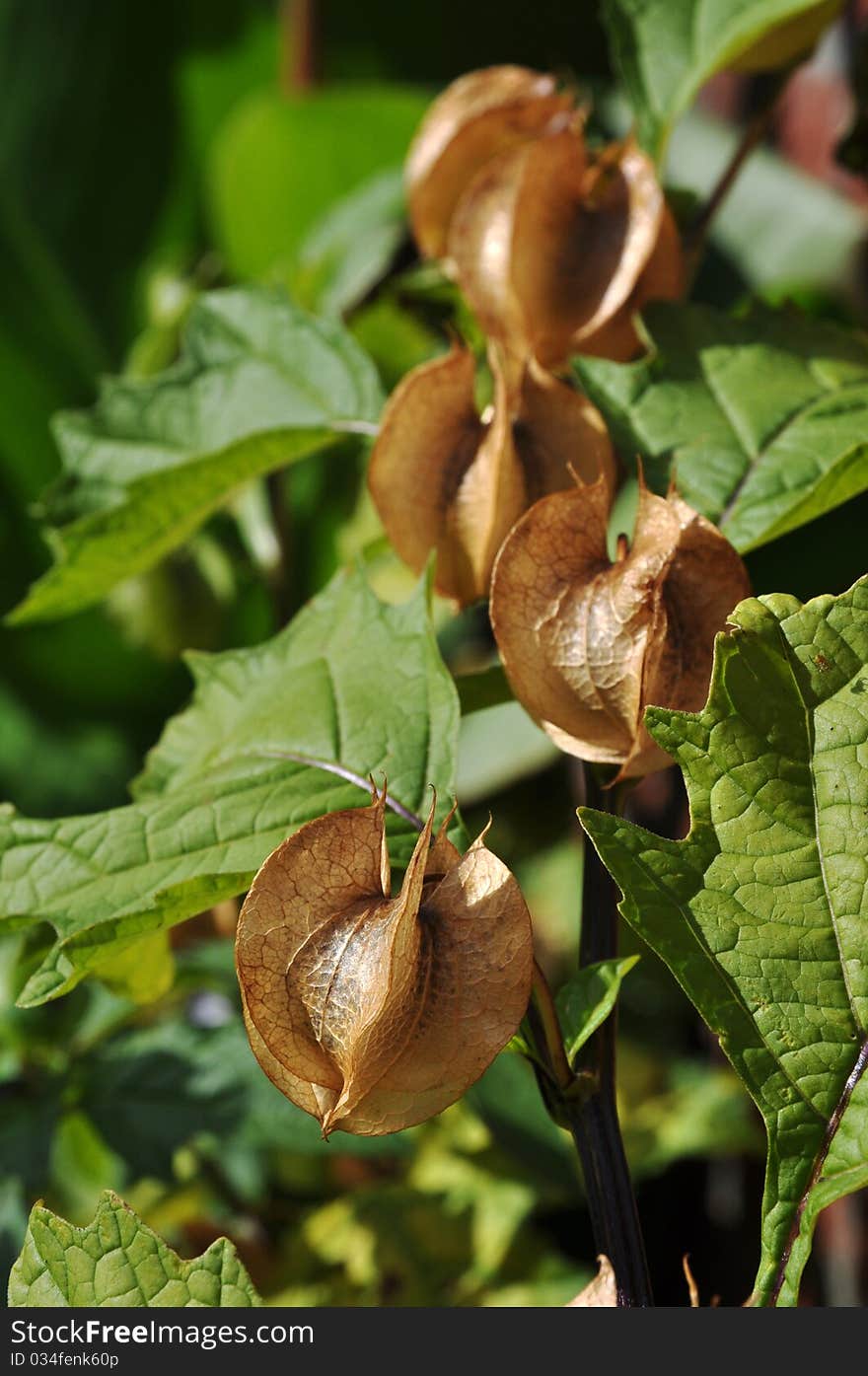 Three brown Nicandra seedboxes in a row