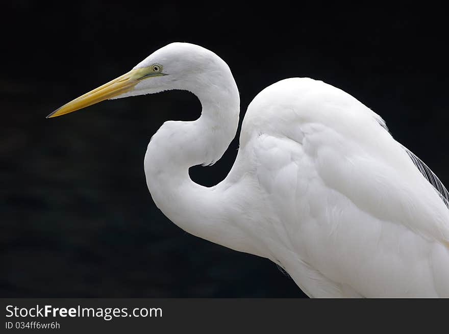 Great White Heron Close Up