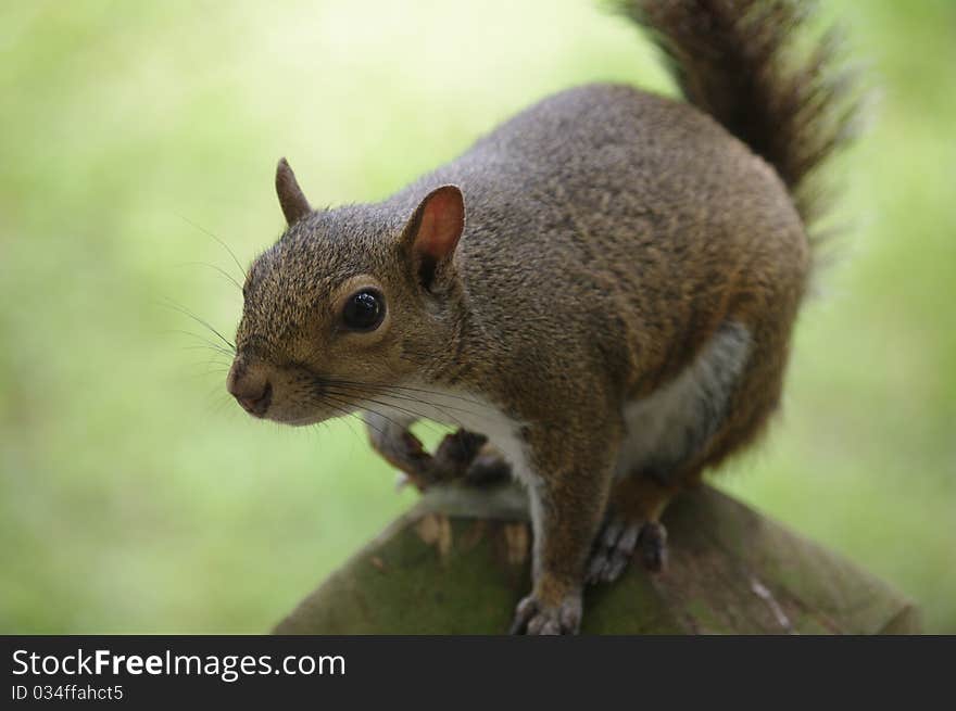 Grey Squirrel Close Up