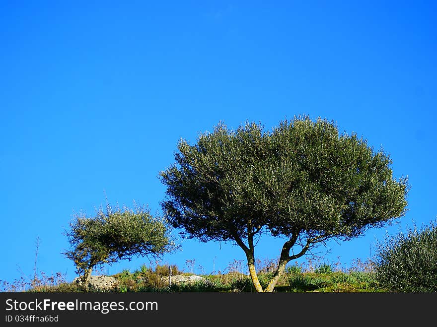 Sardegna prevailing winds deforming the growth of a cork trees. Sardegna prevailing winds deforming the growth of a cork trees