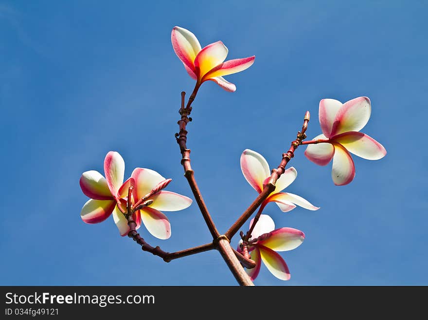 Pink plumeria flower with blue sky background. Pink plumeria flower with blue sky background