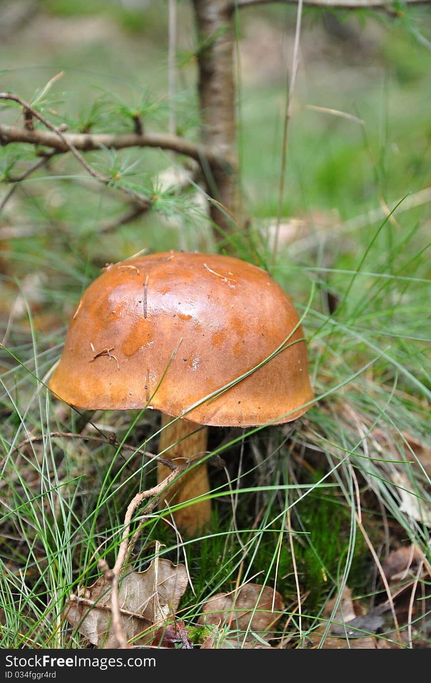 German helmet shaped mushroom