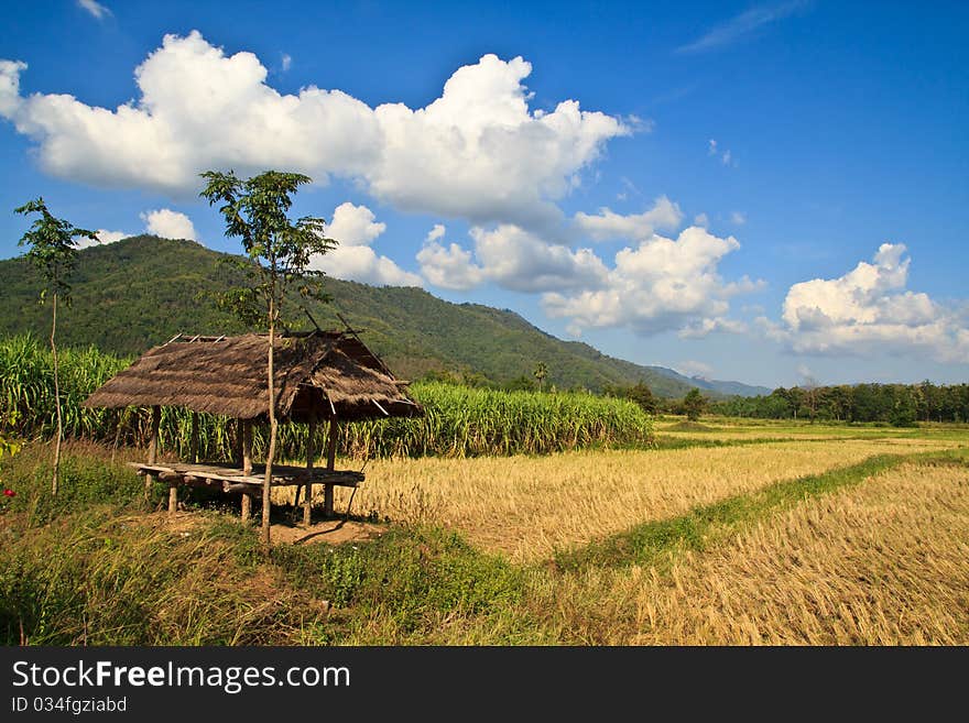 Paddy after harvesting with small primitive hut and blue sky in Thailand. Paddy after harvesting with small primitive hut and blue sky in Thailand