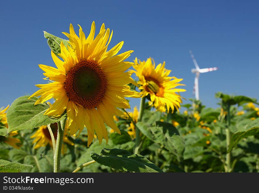 Sunflowers and wind power