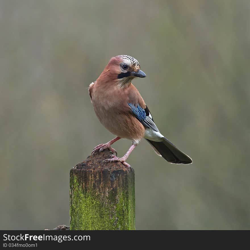 Jay on Woodland Post