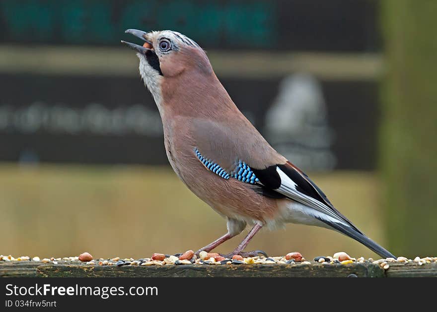 Jay Feeding