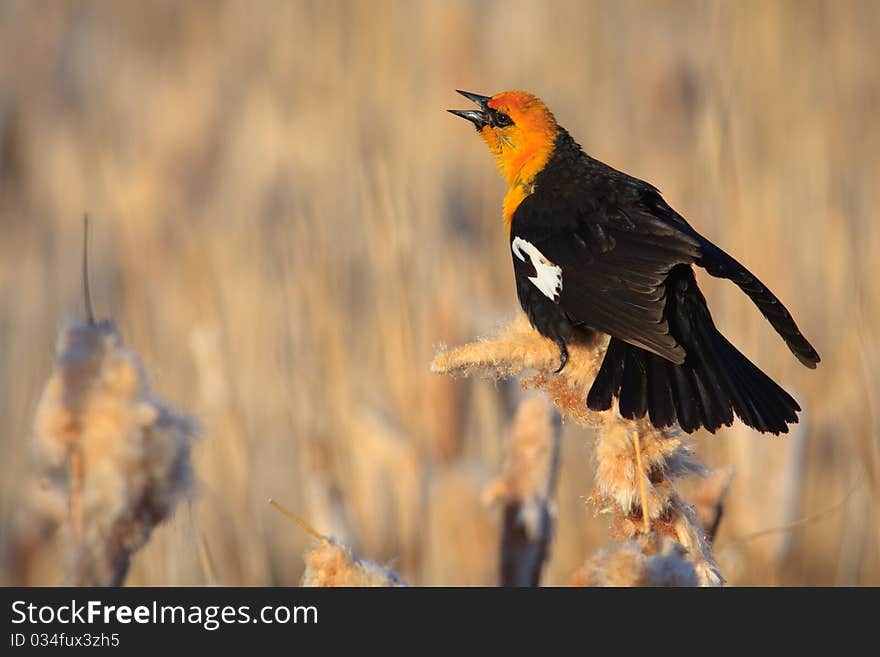 A male yellow-headed blackbird calling from a cattail perch in a Montana wetland. A male yellow-headed blackbird calling from a cattail perch in a Montana wetland.