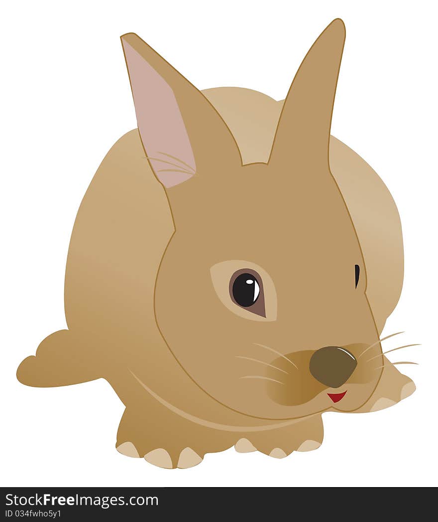 Rabbit Illustration On White