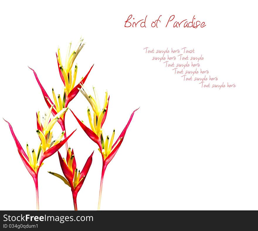 Bird Of Paradise Flowers