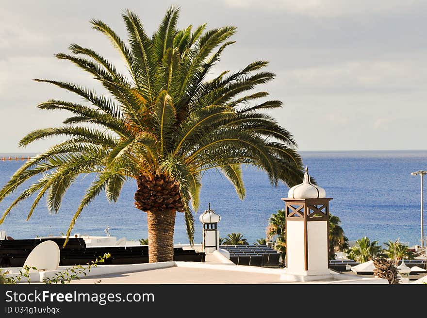 Palmtree and landscape on Lanzarote island, Canary Islands. Palmtree and landscape on Lanzarote island, Canary Islands