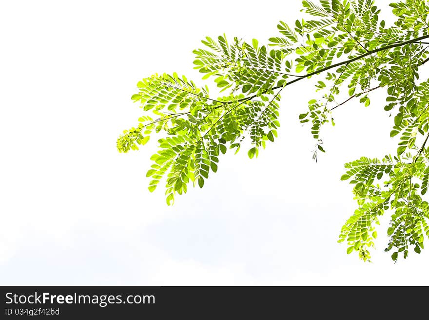 Fresh green leaves over white background