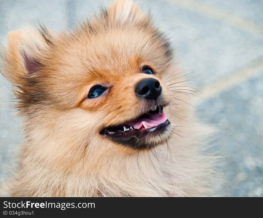 Cute dog and the smile. Cute dog and the smile