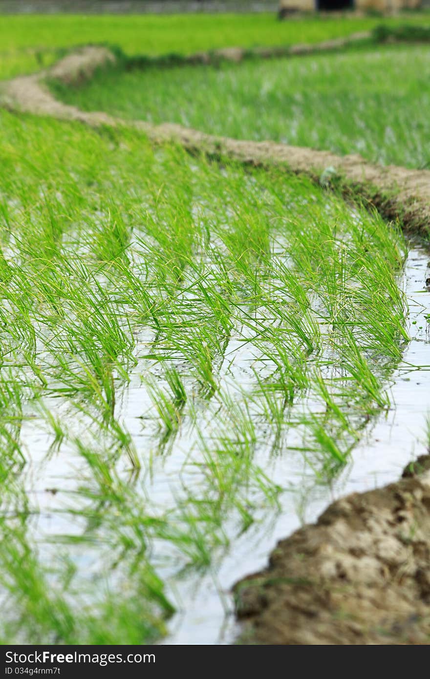 Village Rice Field, Tamil nadu, India. Village Rice Field, Tamil nadu, India