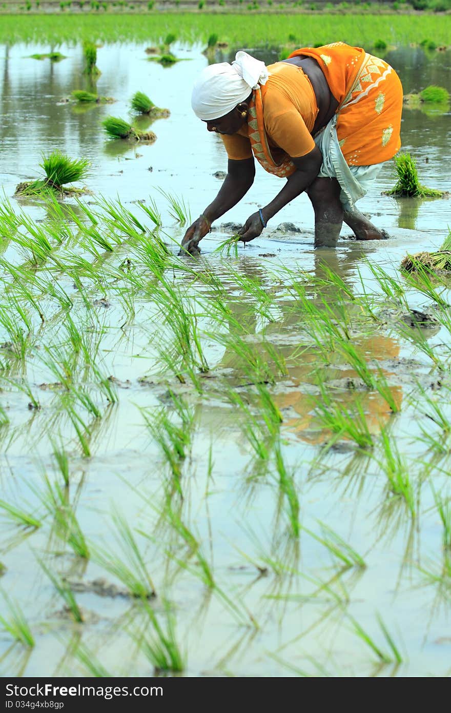 Indian  Female farmer working on Field