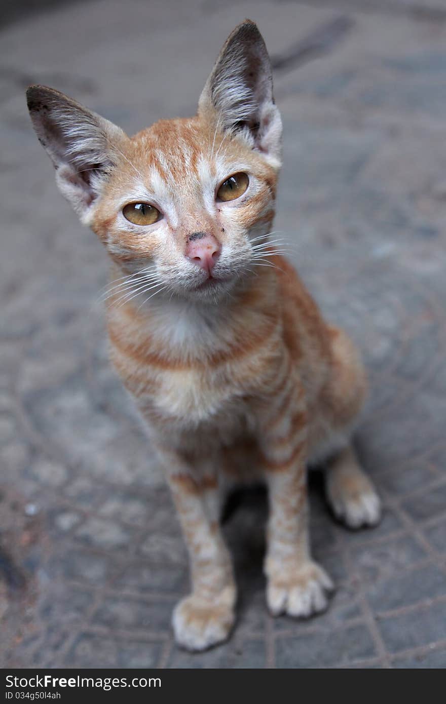 Portrait of Cute Little Kitten