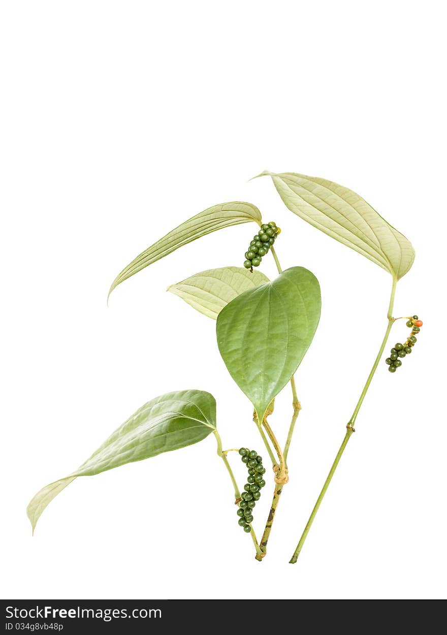 Peppercorn Vine Isolated with clipping path and text space