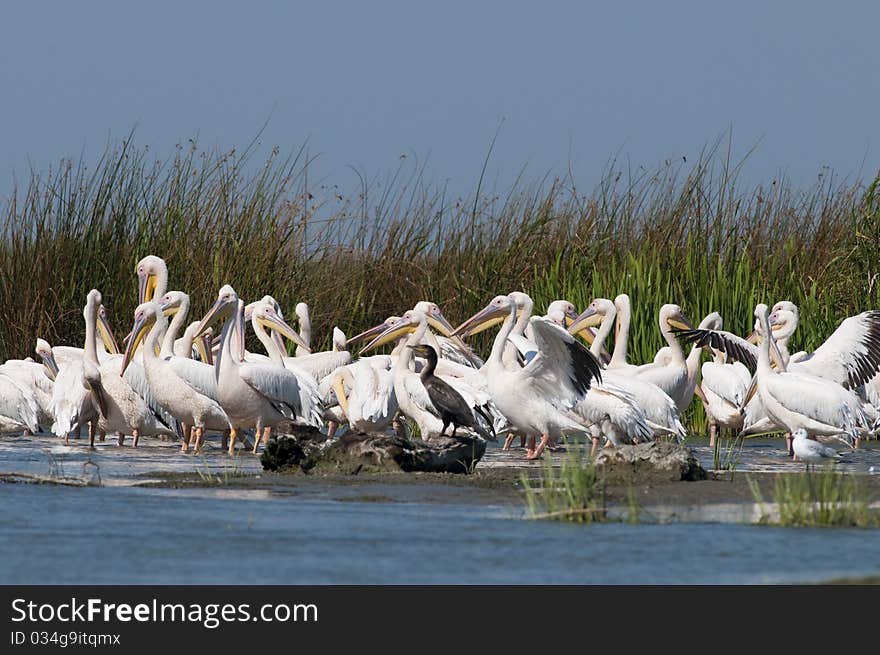 White Pelicans Colony