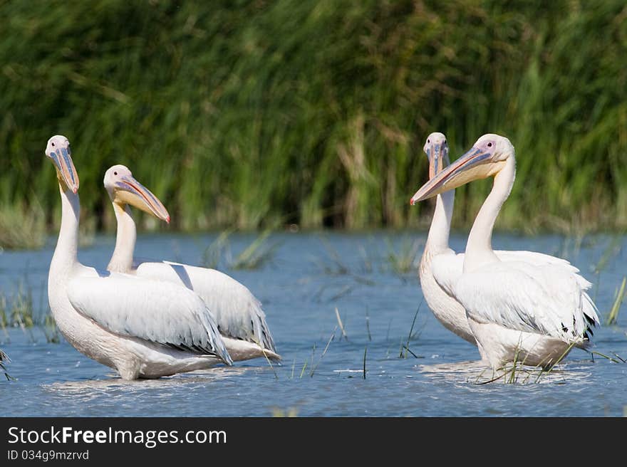 White Pelicans in Shallow Water