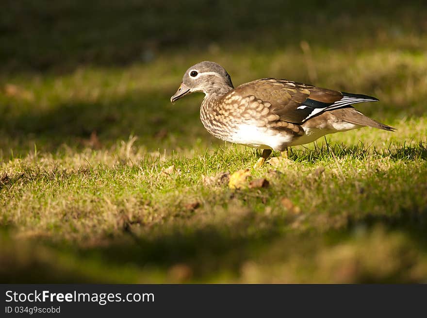 Mandarin Duck female