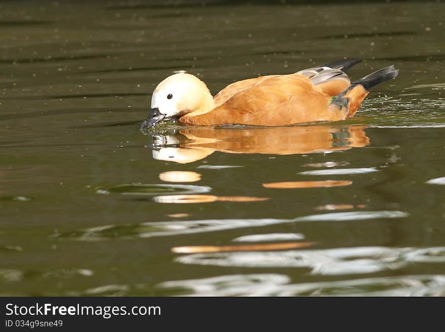 Ruddy Shelduck on water