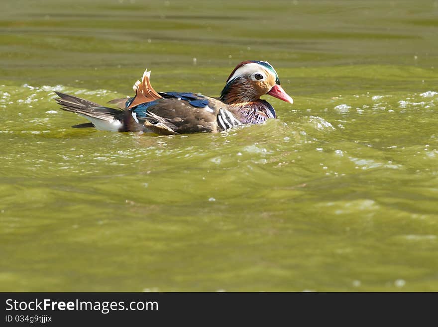 Mandarin Duck Drake on water