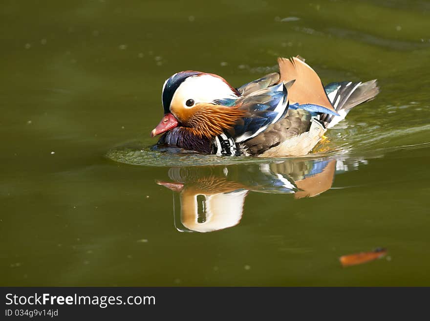 Mandarin Duck Drake on water