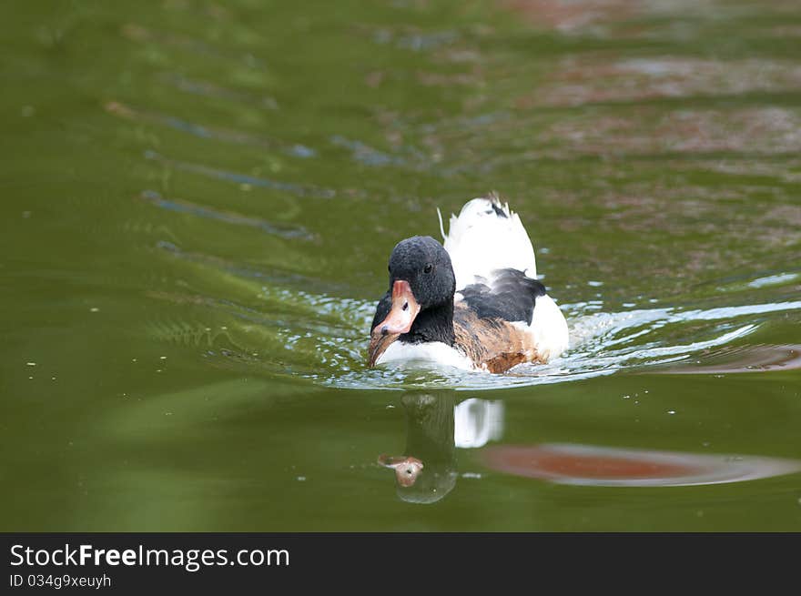 Common Shelduck on water