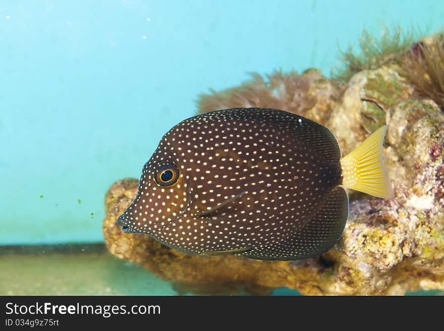 Gem or Spotted Tang fish in Aquarium