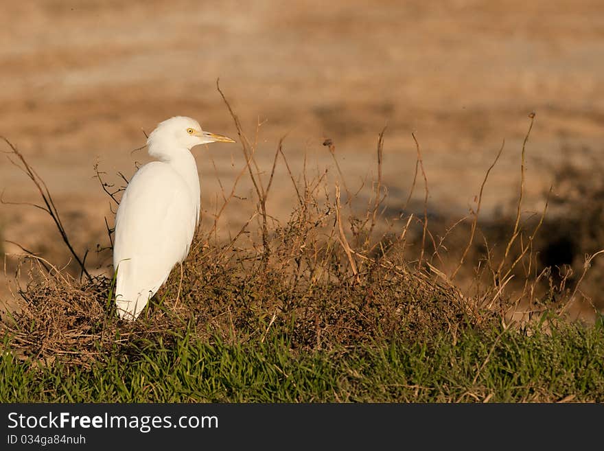 Cattle Heron