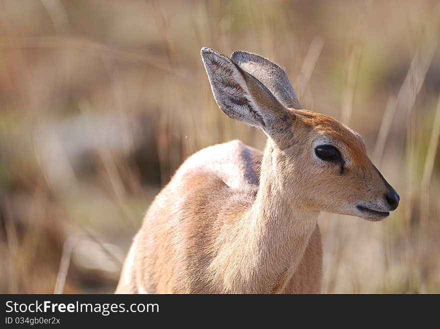 A duiker standing in the veld