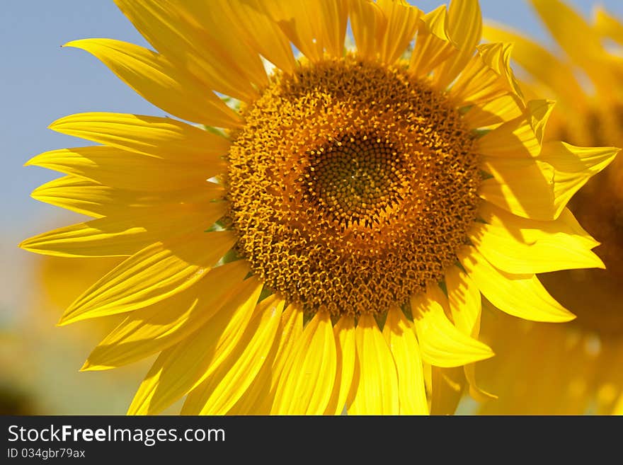 Field Of Sunflowers