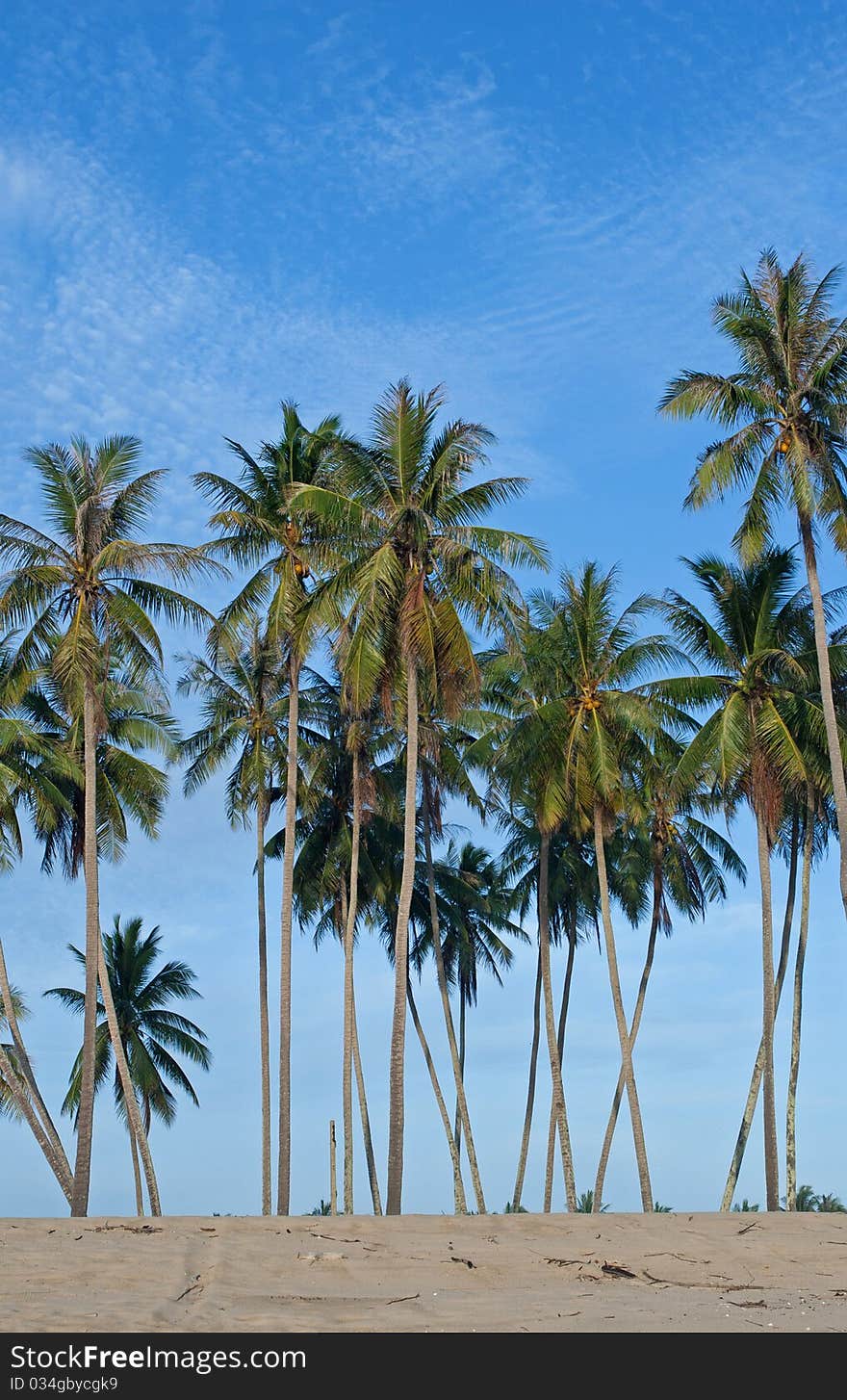 Coconut Trees