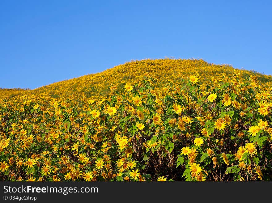 Field of sunflowers