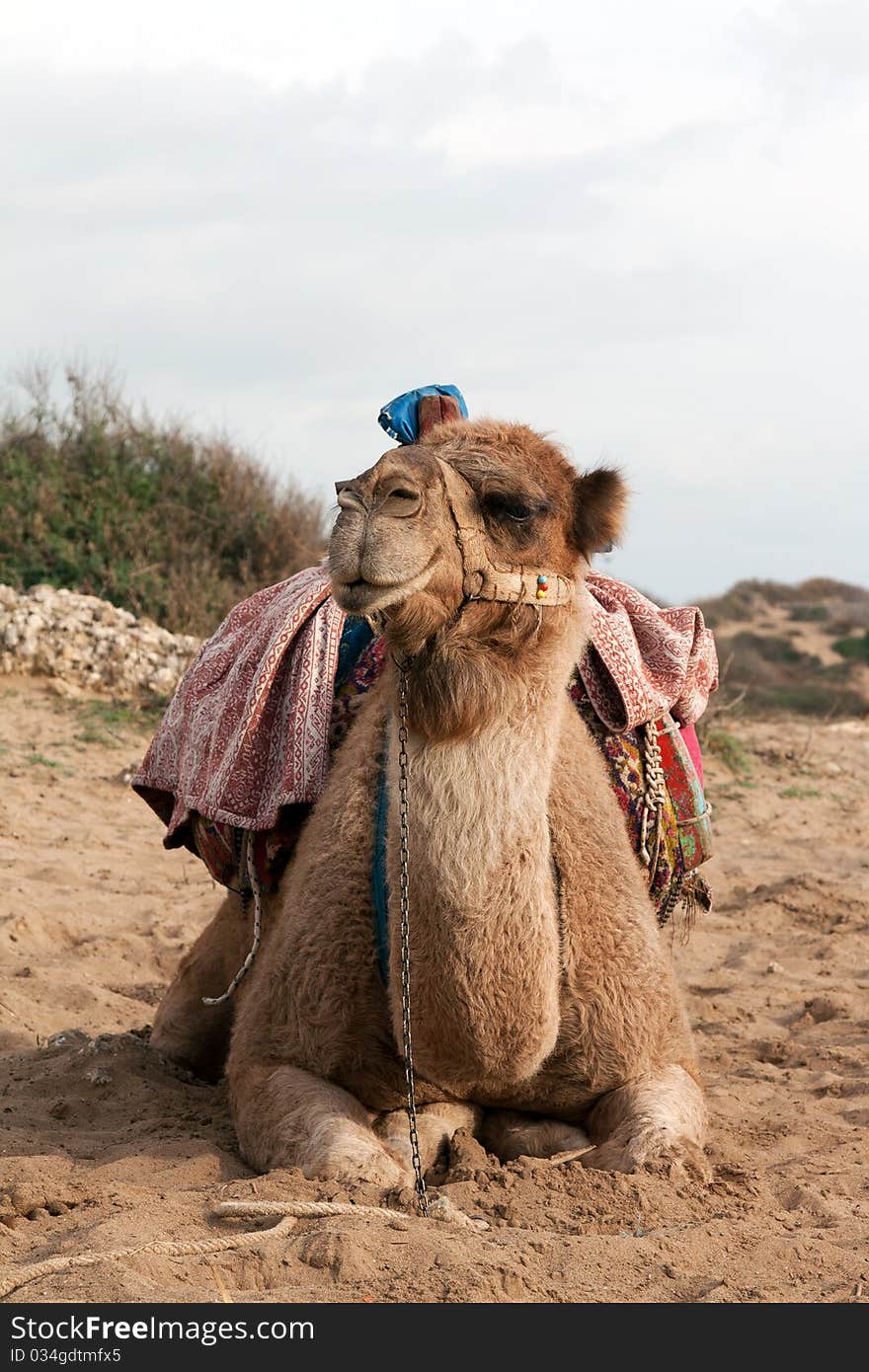 Camel sits with a colorful saddle on the sand