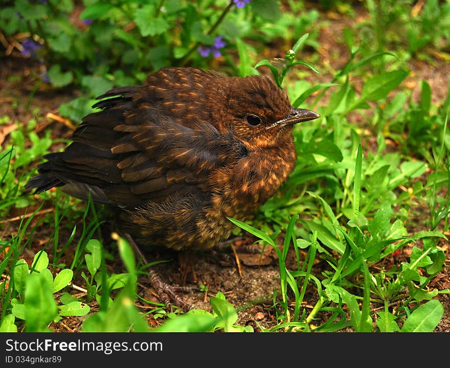 Nestling of thrush in green grass