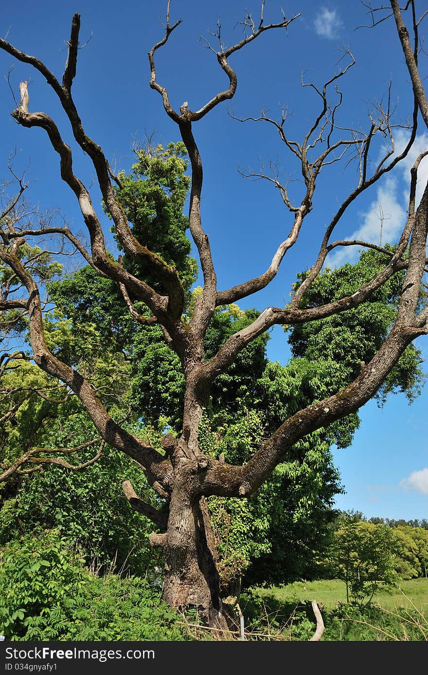 Dry tree